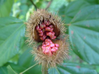 Bixa orellana (urucú, achiote)5
